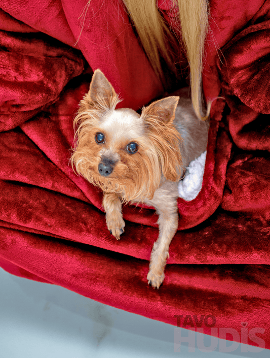 Raudonas kangaroo hudis